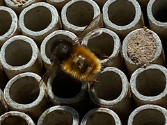 Osmia cornuta