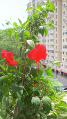 Hibiscus rosa-sinensis