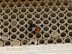 Osmia cornuta