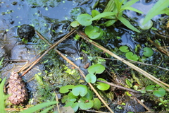 Ceratophyllum demersum