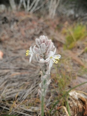 Trachyandra hirsutiflora