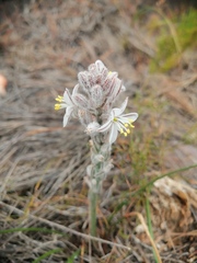 Trachyandra hirsutiflora