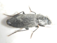 Anisodactylini