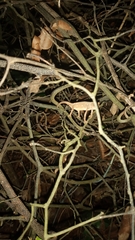 Rieppeleon kerstenii