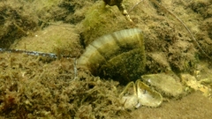 Pinnidae