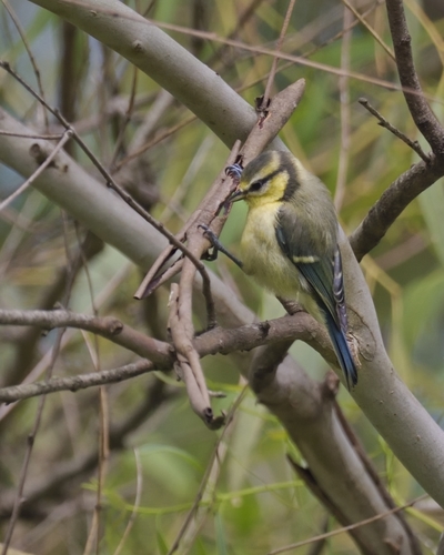 Blaumeise