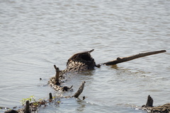 Apalone mutica mutica