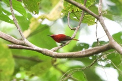 Aethopyga temminckii