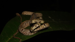 Boiga bengkuluensis