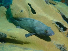Epinephelidae