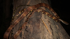 Boiga cynodon