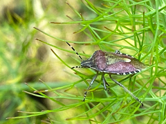 Dolycoris baccarum