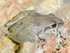 Litoria inermis