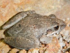 Litoria inermis