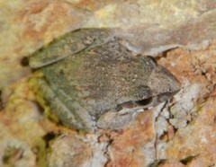Litoria inermis