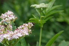 Phaenolobus terebrator