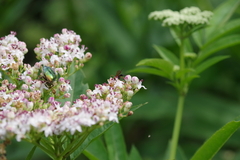 Phaenolobus terebrator