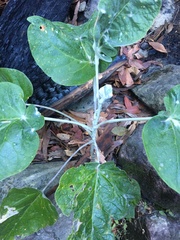 Astrotricha intermedia