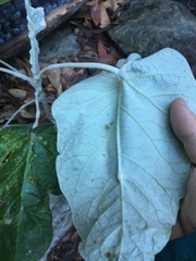 Astrotricha intermedia