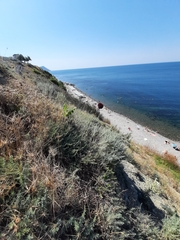 Allium atroviolaceum