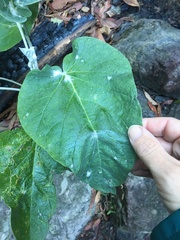 Astrotricha intermedia