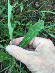 Xylomelum cunninghamianum