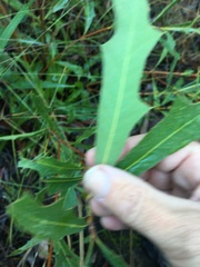 Xylomelum cunninghamianum