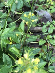 Rorippa indica