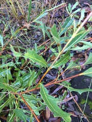 Xylomelum cunninghamianum