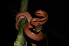 Boiga nigriceps