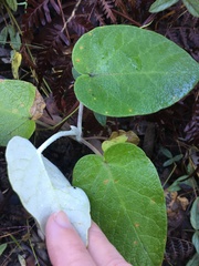 Astrotricha intermedia
