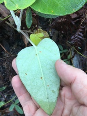 Astrotricha intermedia