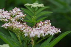 Phaenolobus terebrator