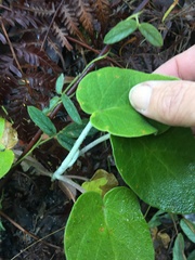 Astrotricha intermedia