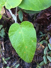 Astrotricha intermedia