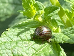 Chrysolina americana