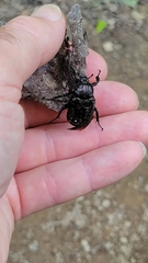 Osmoderma scabra