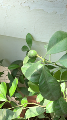 Citrus × limon