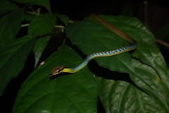 Dendrelaphis cyanochloris