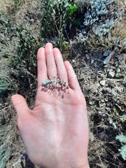 Odontarrhena obtusifolia