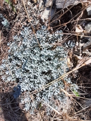 Odontarrhena obtusifolia