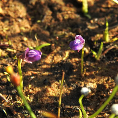 Utricularia uliginosa