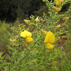 Crotalaria paniculata