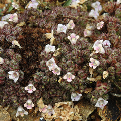 Lepidagathis cristata