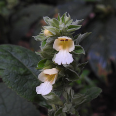 Gomphostemma heyneanum