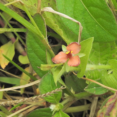 Murdannia pauciflora