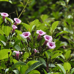 Ipomoea staphylina