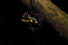 Boiga melanota