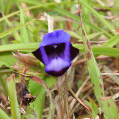 Torenia bicolor