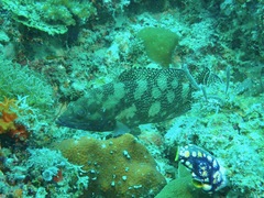 Epinephelus ongus